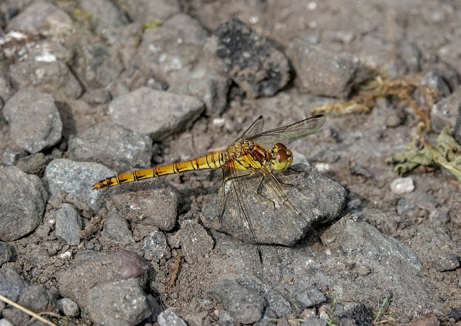 Common Darter