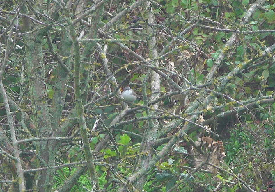 Lesser Whitethroat
