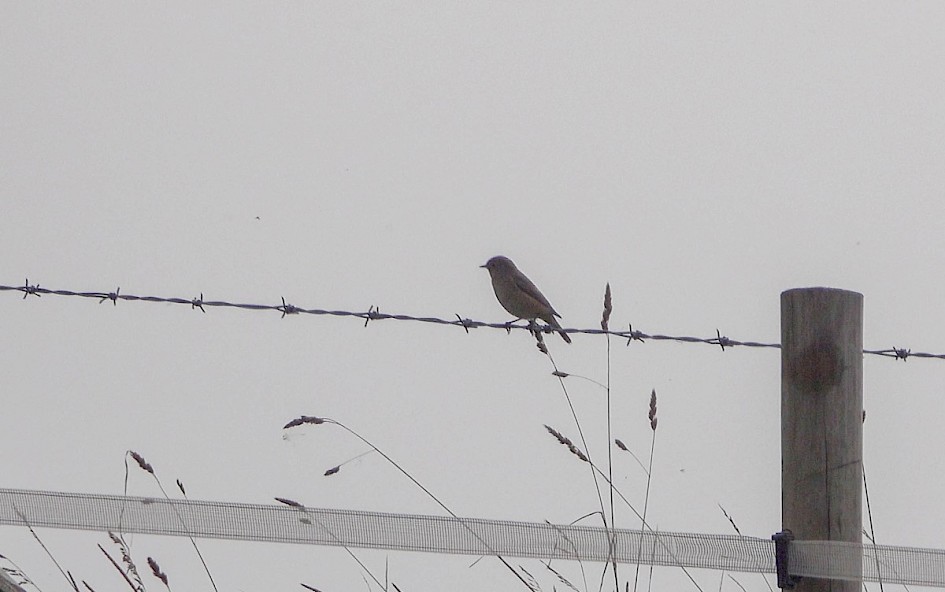 Redstart