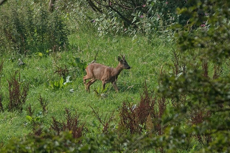 Roe Deer