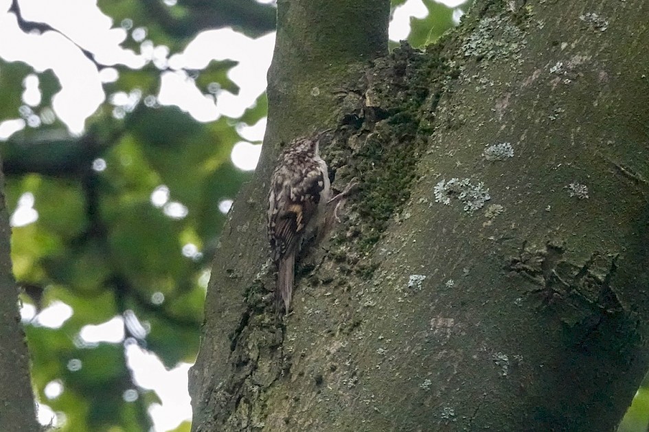 Treecreeper