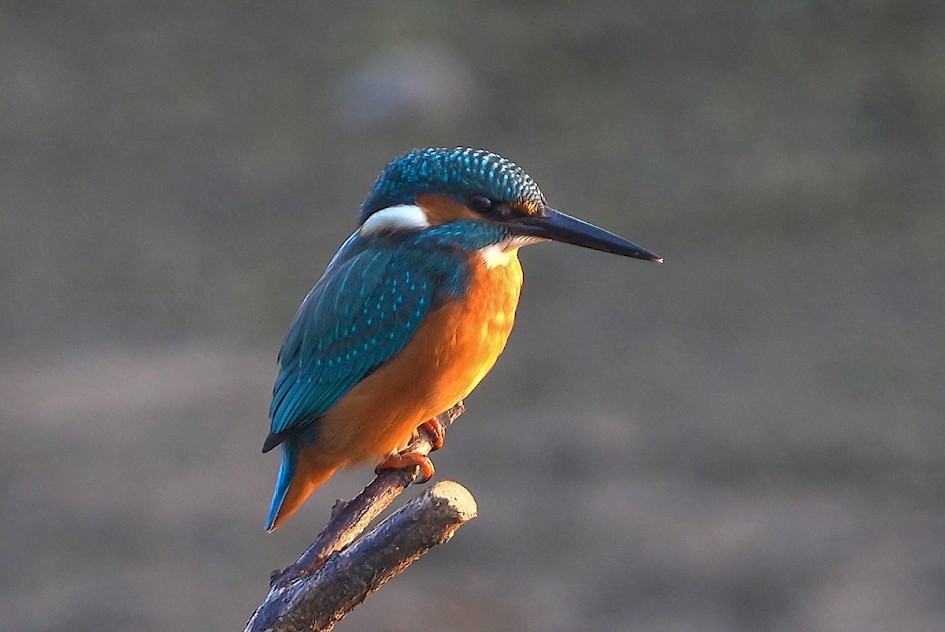 Kingfisher