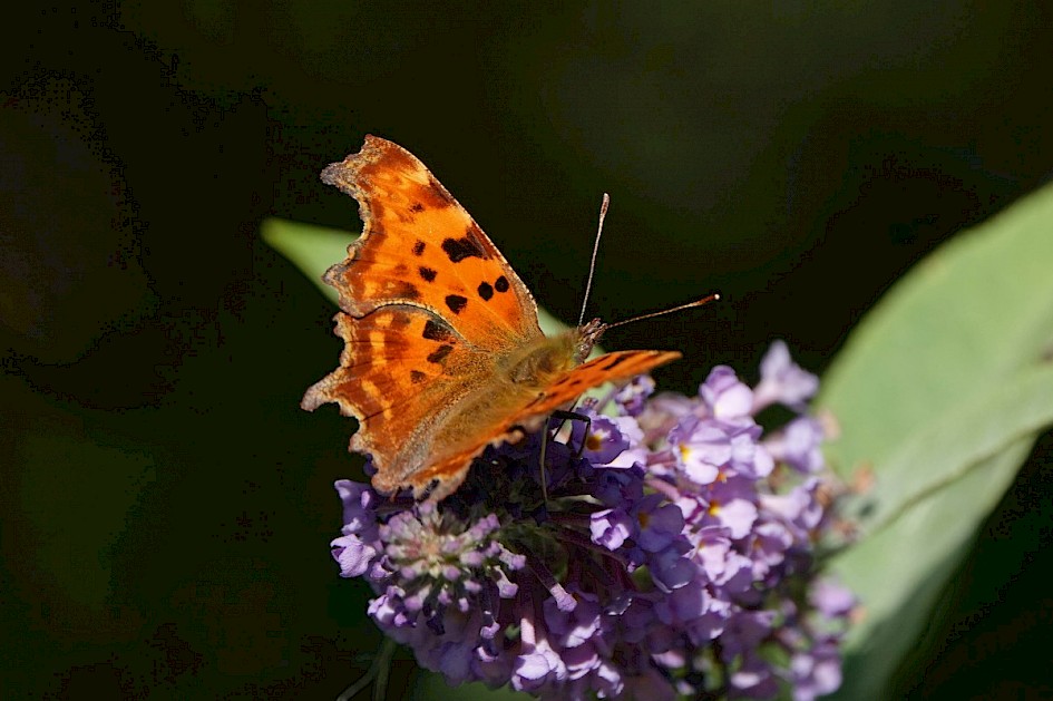 Comma