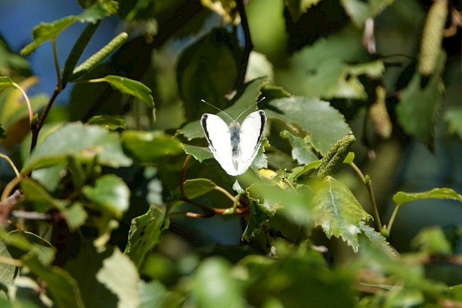 Large White in Pavilion Wood