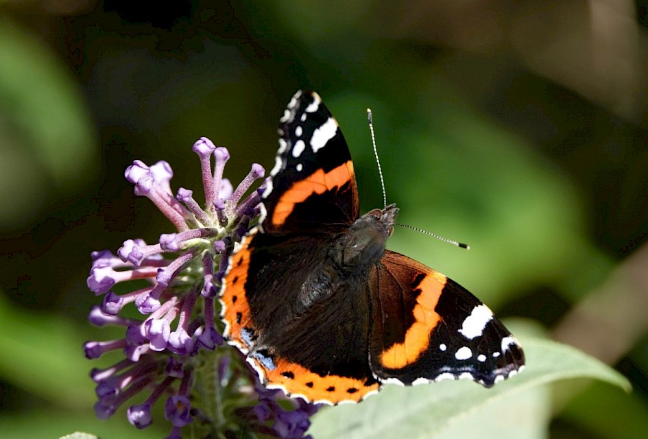 Red Admiral