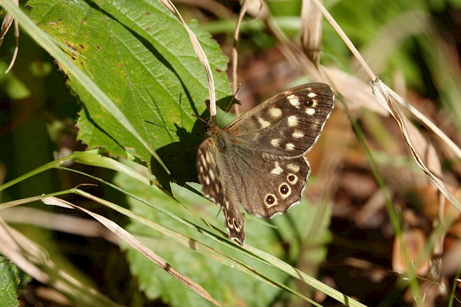 Speckled Wood