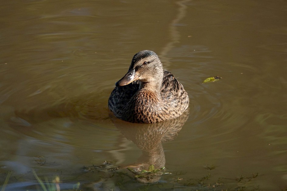 Female Teal in front of hide