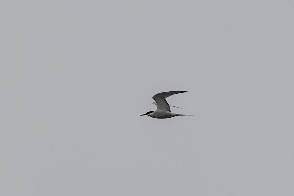 Common Tern