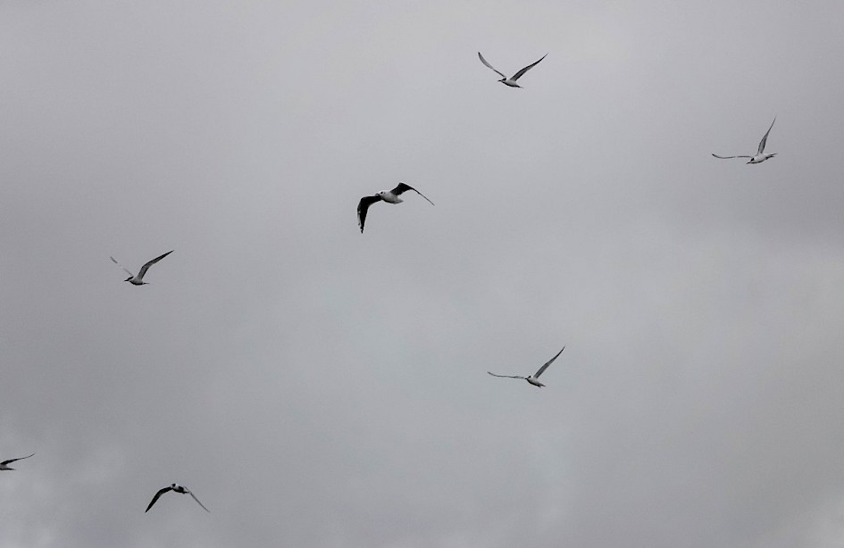 Common Terns