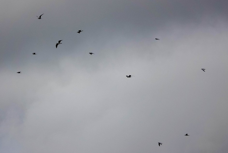 Common Terns with BH Gulls