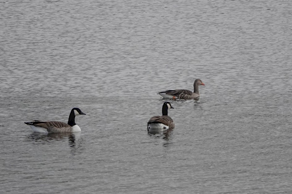 Greylag