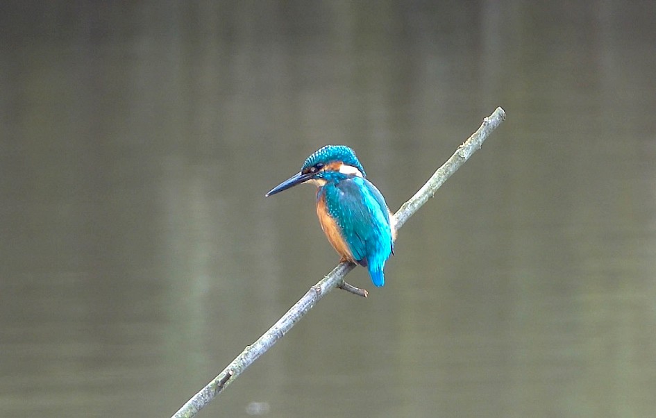 Kingfisher from hide