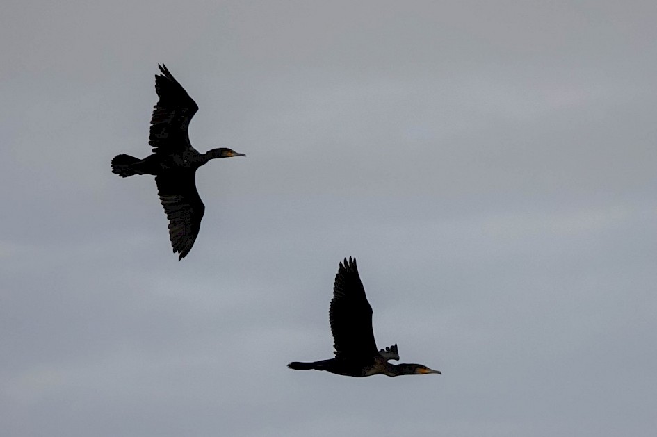 Cormorants