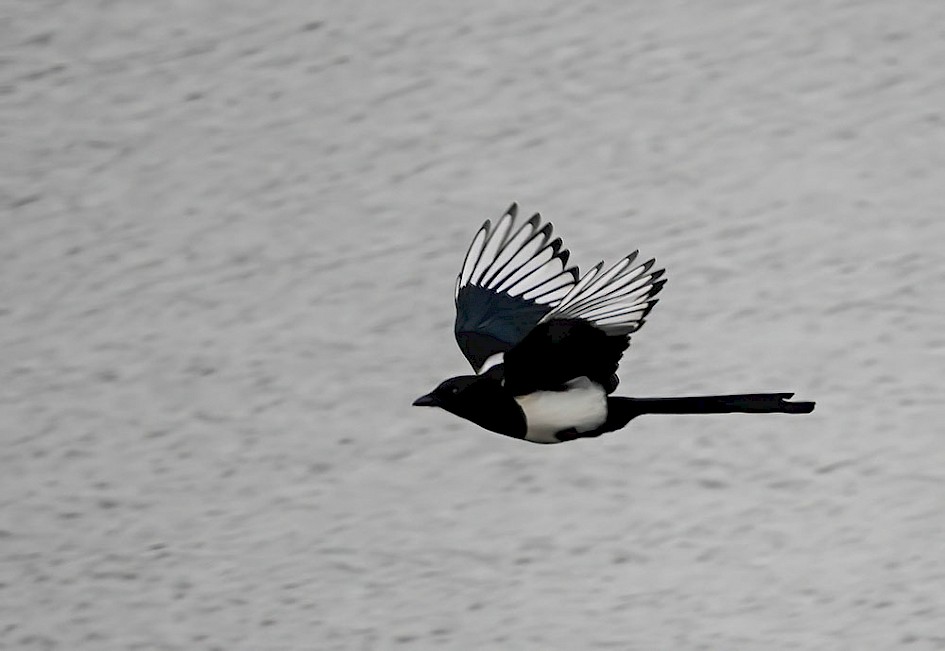 Magpie