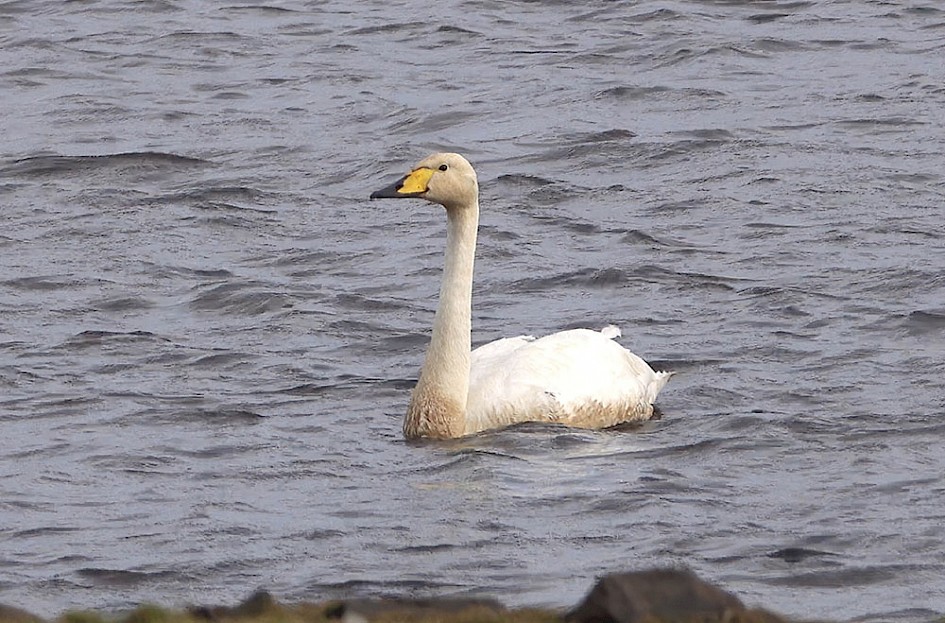 Whooper Swan