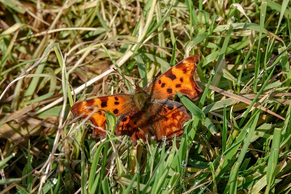 Comma