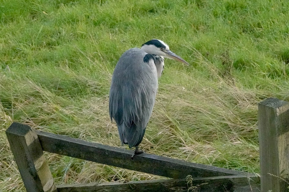 Grey Heron