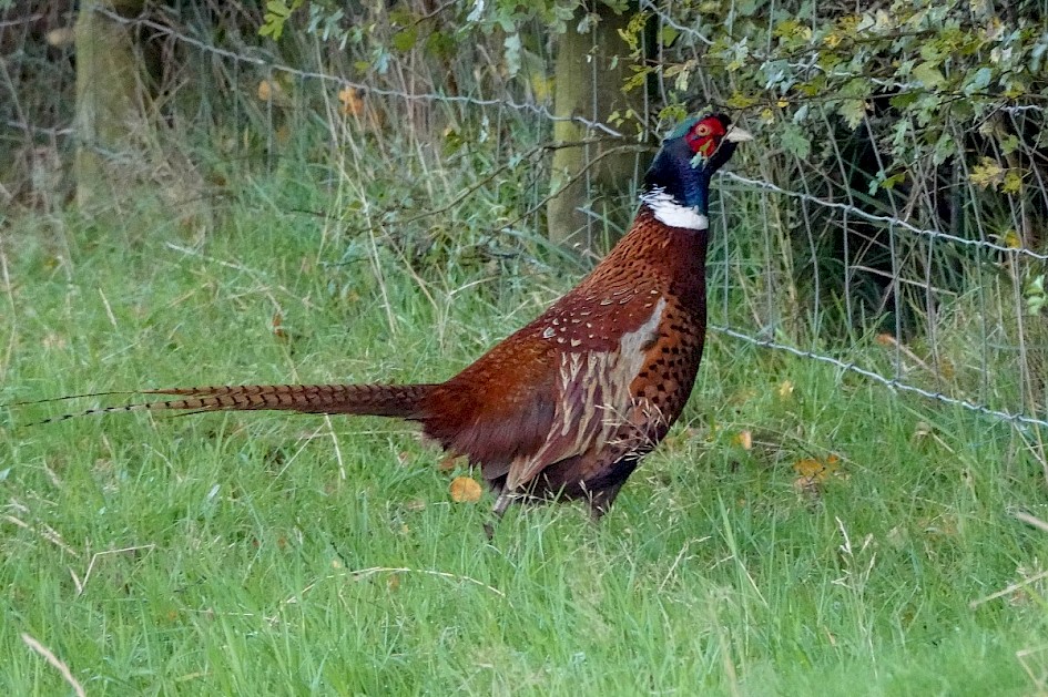 Pheasant