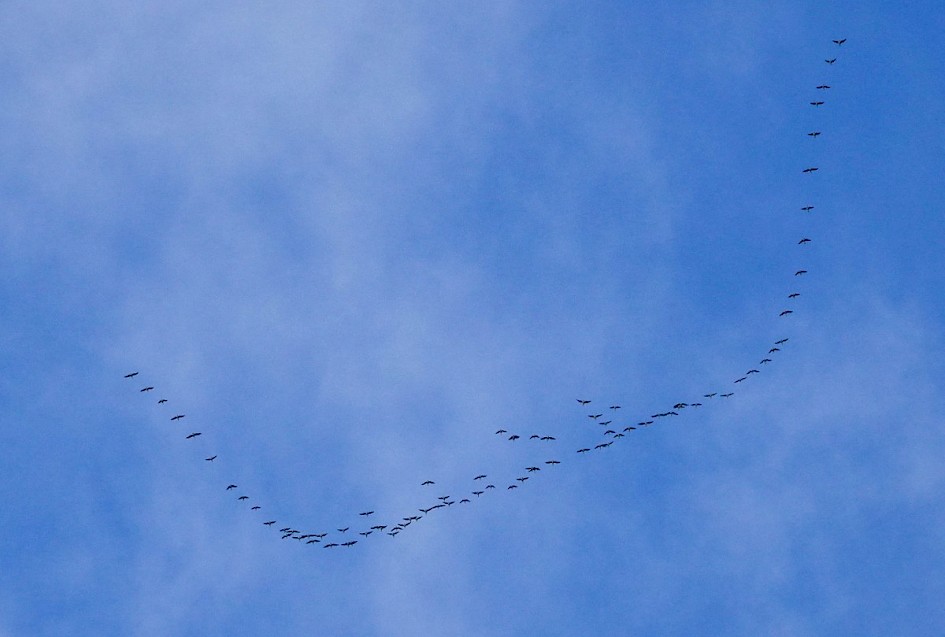 Pink-footed Geese