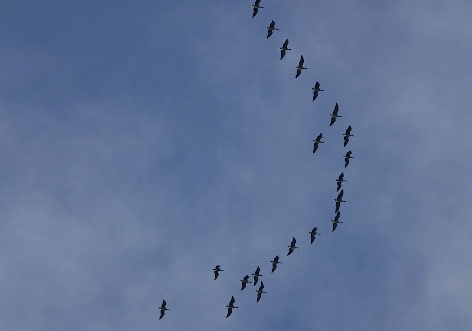 Pink-footed Geese