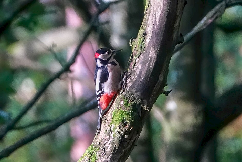 Great Spotted Woodpecker-denoise, 1/1000 sec, f/4.0, 220 mm, ISO 2000