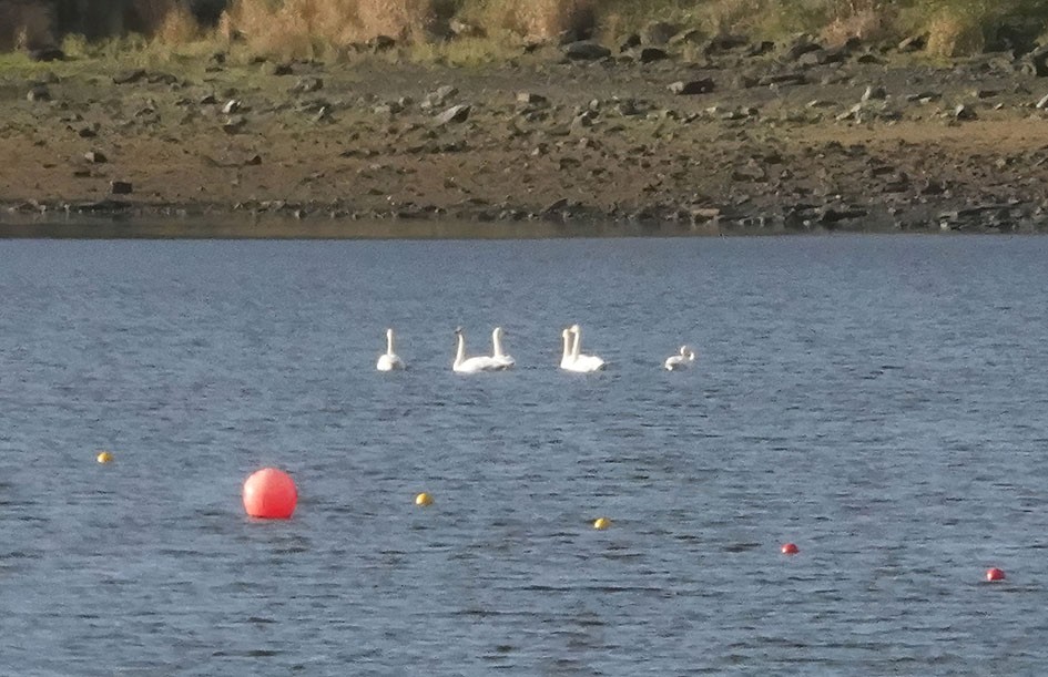Whooper Swans-denoise, 1/1000 sec, f/16.0, 220 mm, ISO 2500