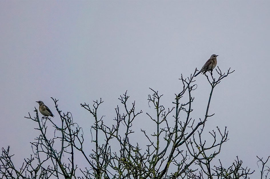 Fieldfares-denoise, 1/1000 sec, f/4.0, 220 mm, ISO 800
