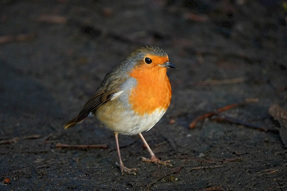 Robin