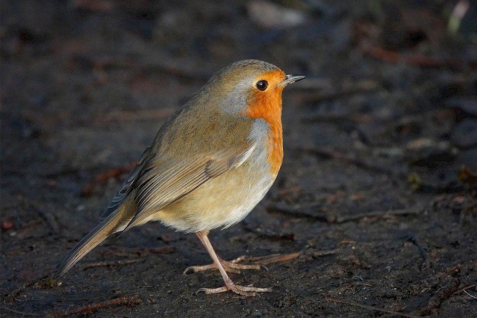 Robin