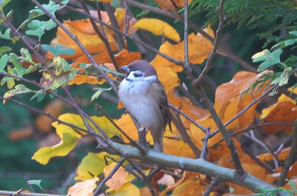 First Tree Sparrow for many years...
