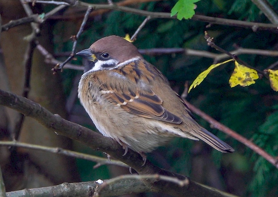 Tree Sparrow