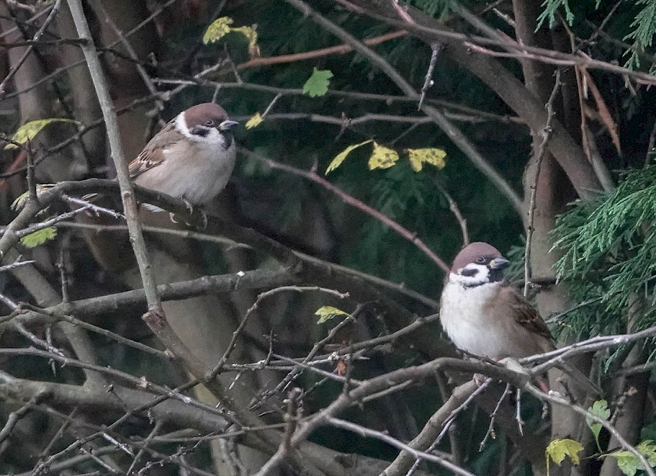 Tree Sparrows