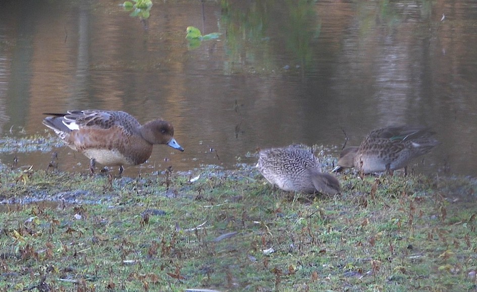 Wigeon