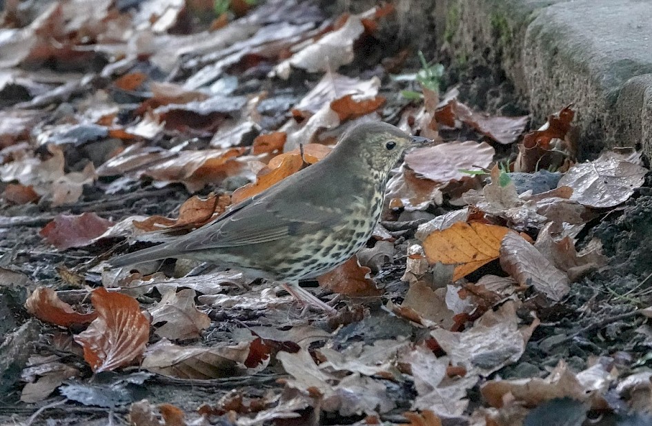 Song Thrush
