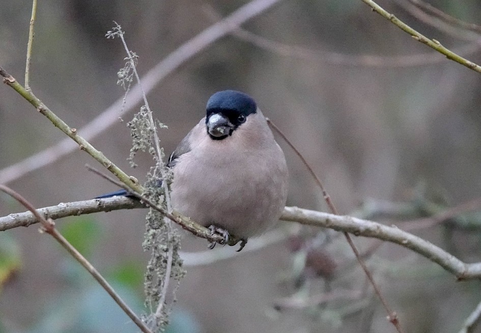 Bullfinch