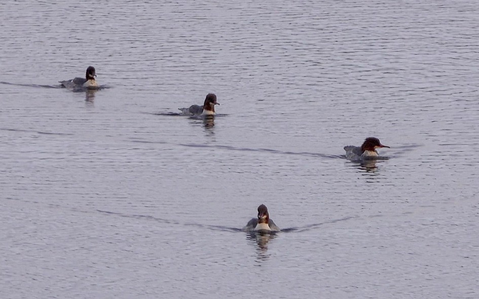 Goosander