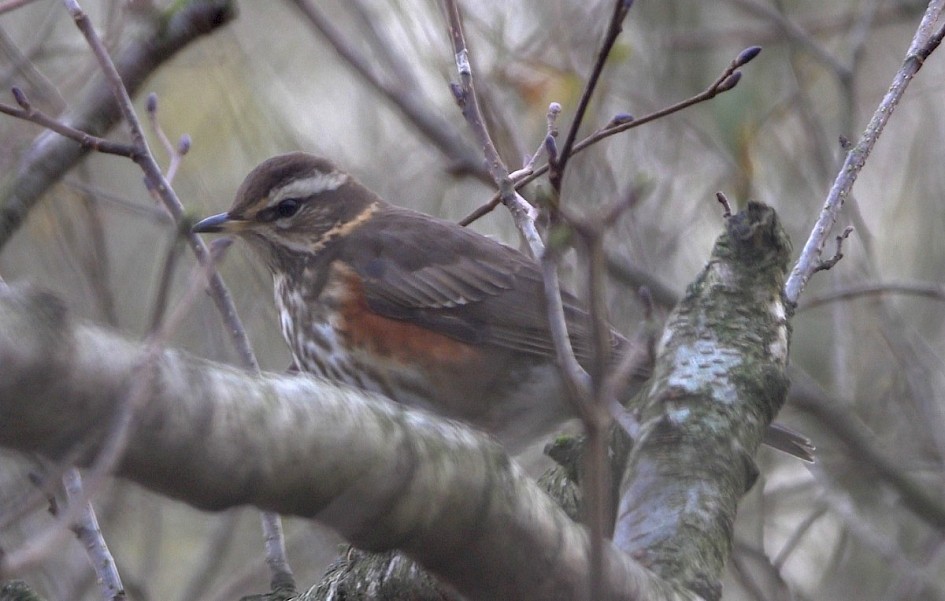Redwing