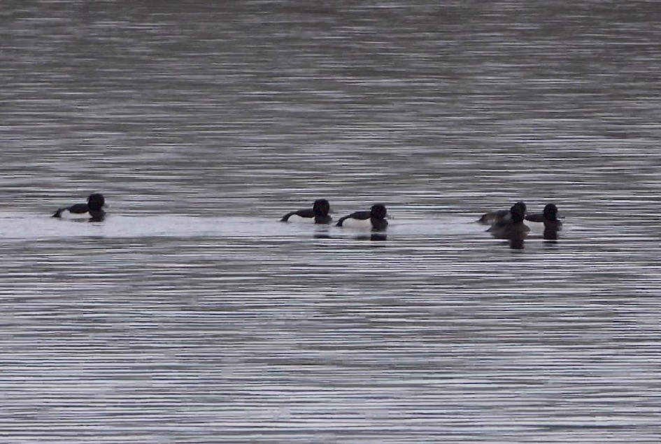 Tufted Duck
