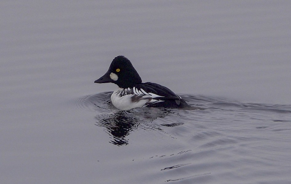 Two different drake Goldeneye