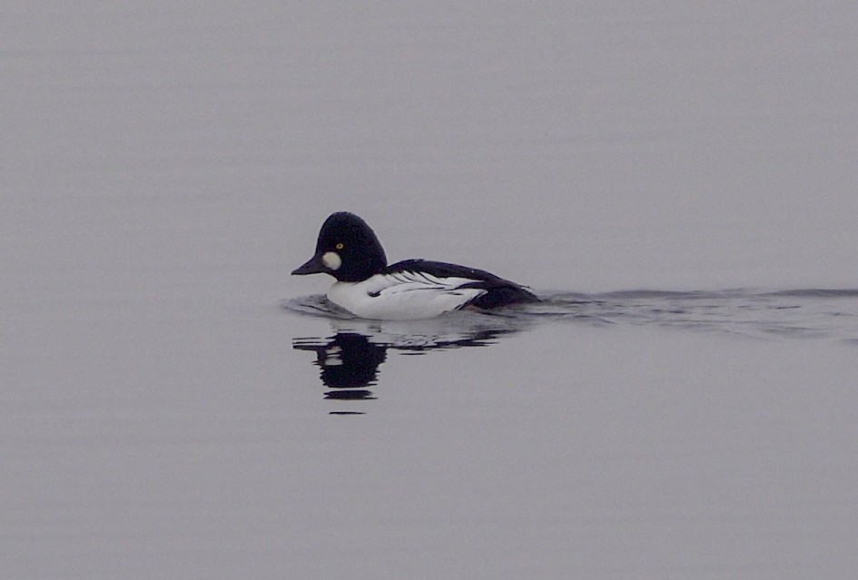 Goldeneye