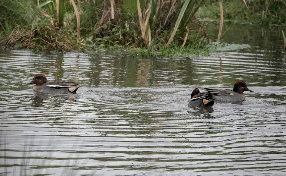 Teal near the canal, 1/1000sec at F4.0, ISO 1000, 220mm