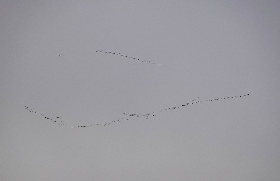 Pinkfeet, 1/1000 sec at F4.0, ISO640, 125mm