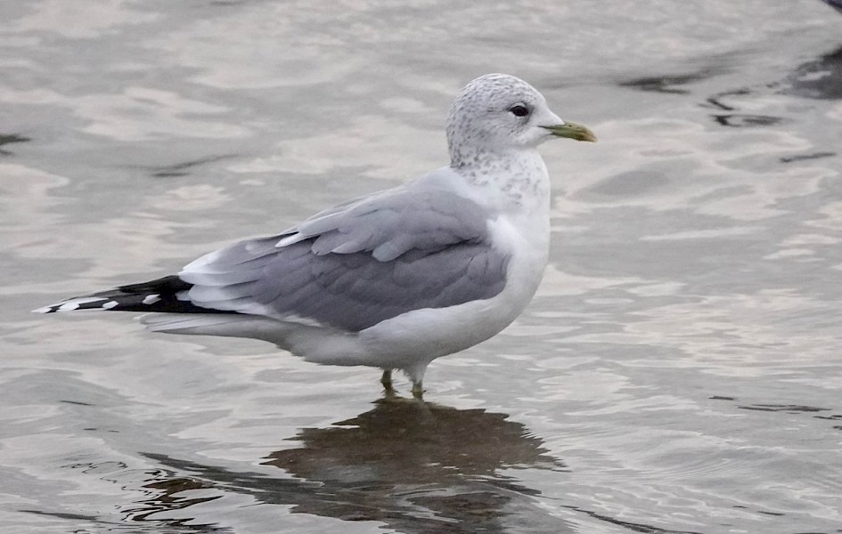 Common Gull, 1/1000 sec at F4.0, ISO 1250, 220mm