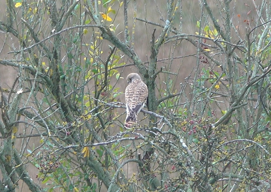 Kestrel