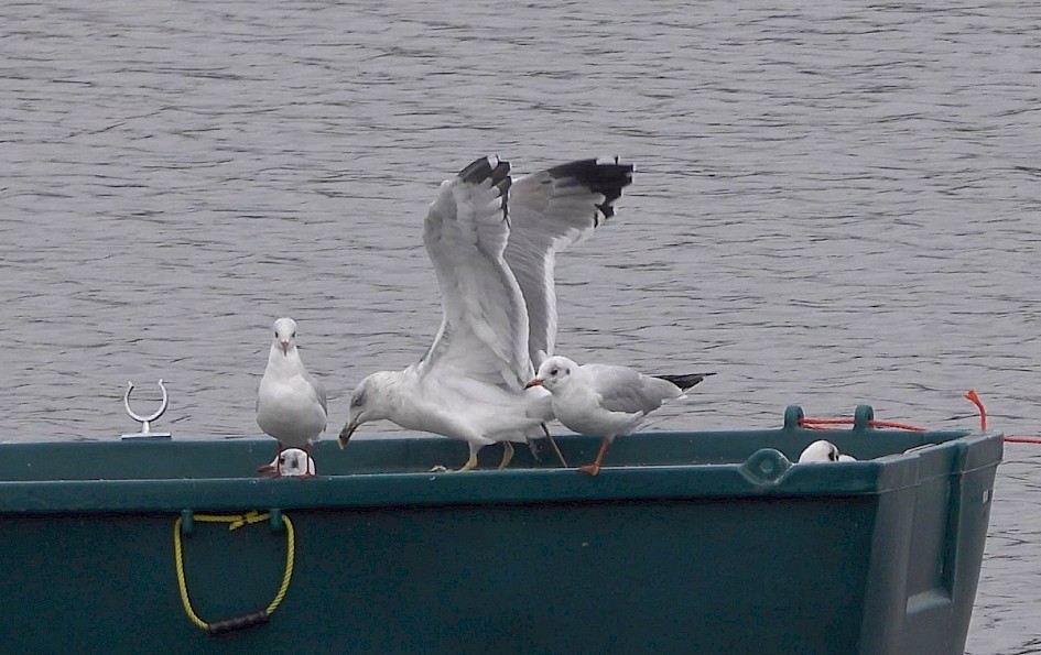 Yellow-legged Gull showing broad black band on P5