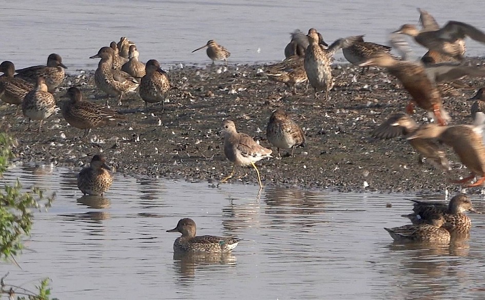 White-tailed Lapwing