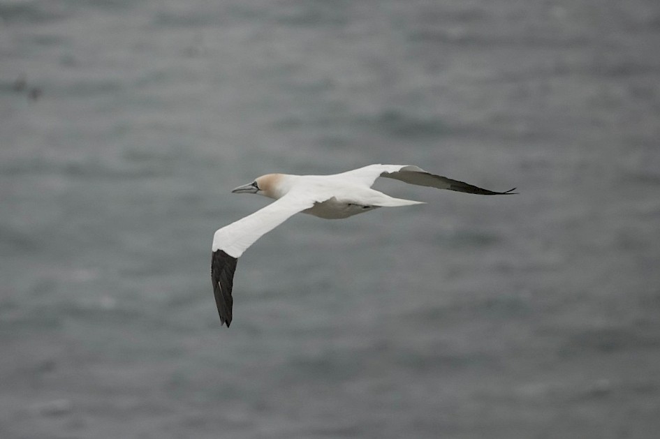 Gannet