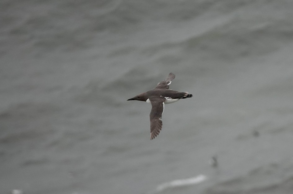 Guillemot