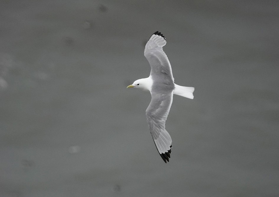Kittiwake