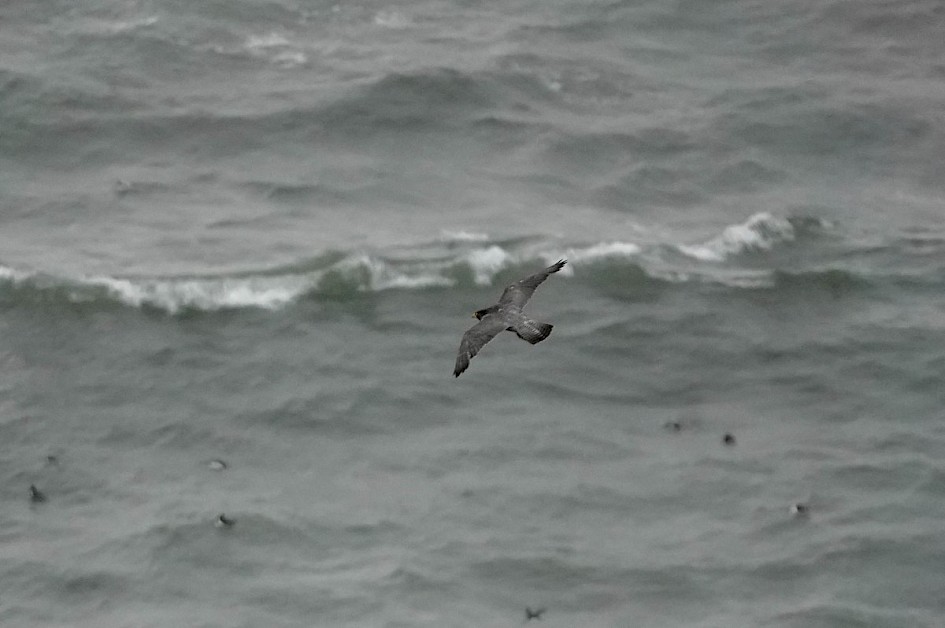 Peregrine